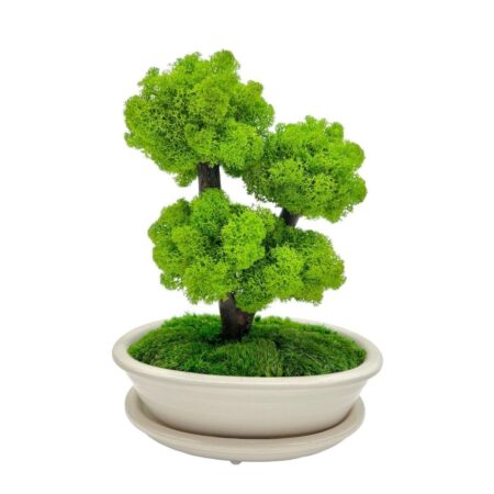 Machový bonsai - Bezúdržbový bonsaj - Light