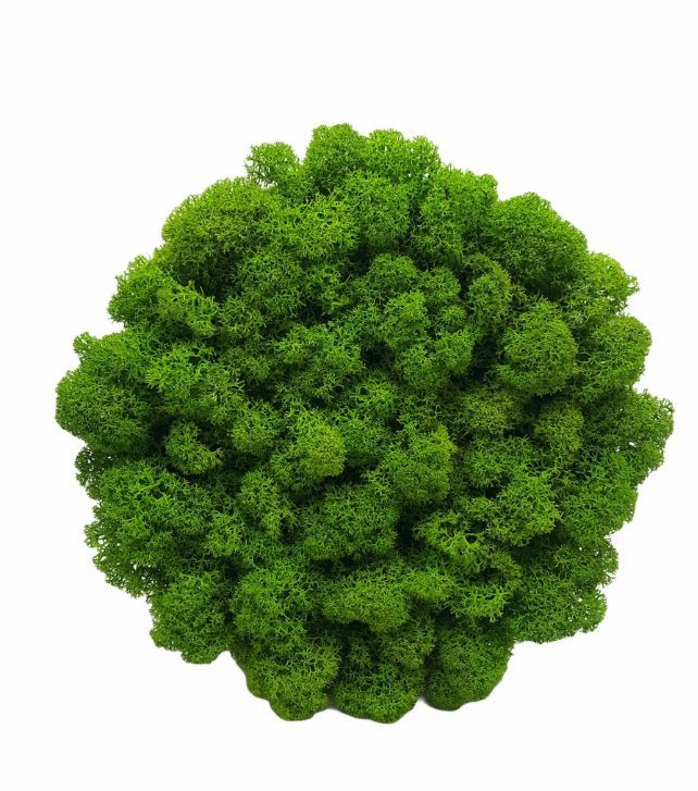 Machový obraz Kruh bezrámový 15cm