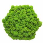 Machový obraz - 6-uholník - bezrámový - 22cm