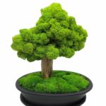 Machový bonsai - Bezúdržbový bonsaj - Dark