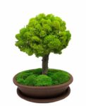 Machový bonsai - Bezúdržbový bonsaj - Brown