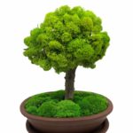 Machový bonsai - Bezúdržbový bonsaj - Brown