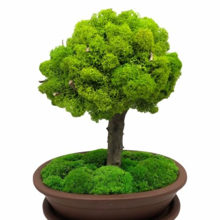 Machový bonsai - Bezúdržbový bonsaj - Brown