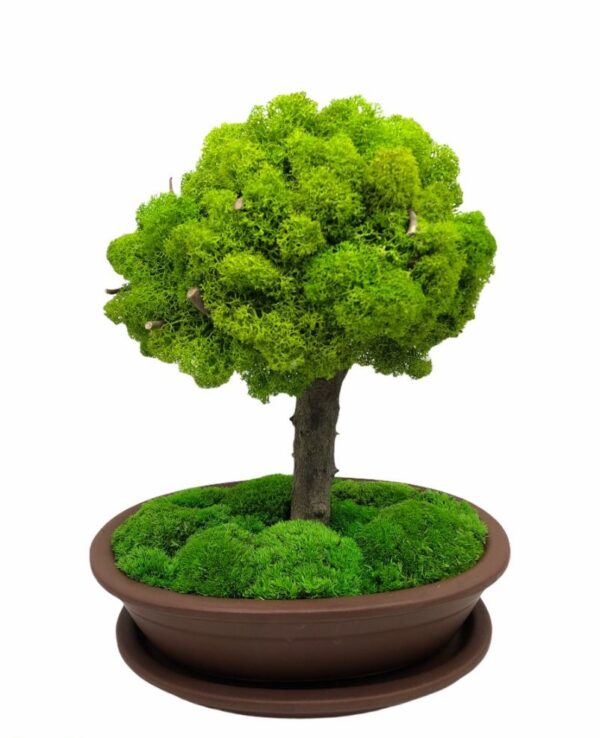 Machový bonsai - Bezúdržbový bonsaj - Brown