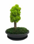 Machový bonsai - Bezúdržbový bonsaj