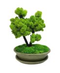 Machový bonsai - Bezúdržbový bonsaj - Green