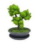 Machový bonsai - Bezúdržbový bonsaj - Dark Machový bonsai - Bezúdržbový bonsaj - Dark