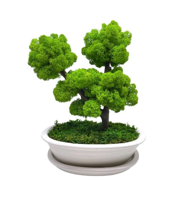 Machový bonsai - Bezúdržbový bonsaj - White
