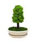 Machový bonsai - Bezúdržbový bonsaj Machový bonsai - Bezúdržbový bonsaj