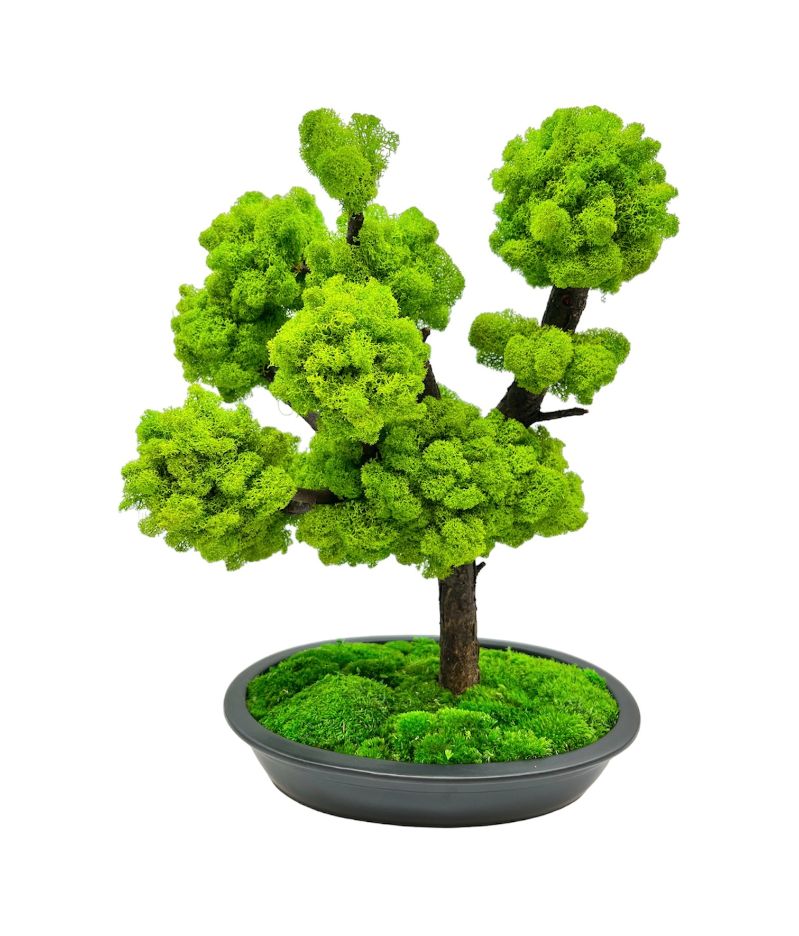 Machový bonsai - Bezúdržbový bonsaj - Dark