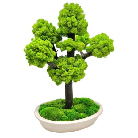 Machový bonsai - Bezúdržbový bonsaj - Light