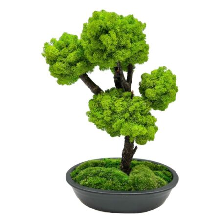 Machový bonsai - Bezúdržbový bonsaj - Dark