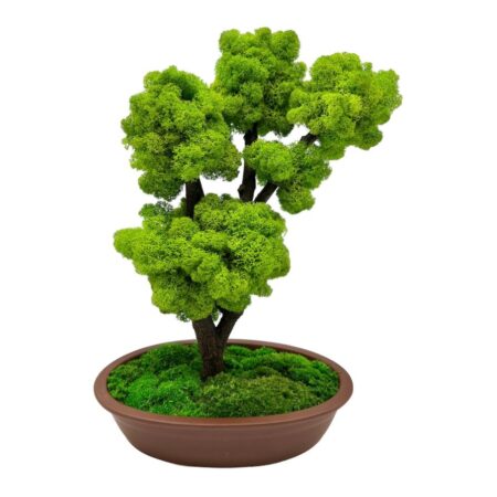 Machový bonsai - Bezúdržbový bonsaj - Brown