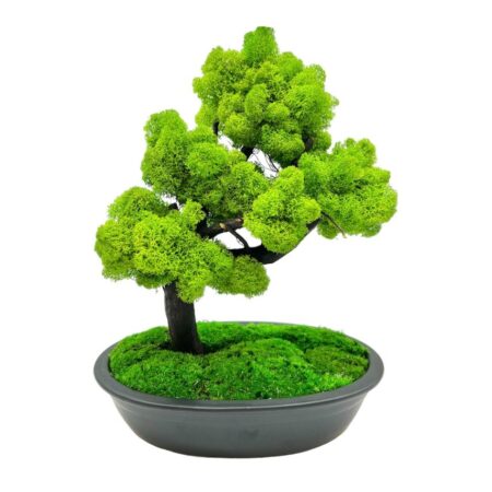 Machový bonsai - Bezúdržbový bonsaj - Black