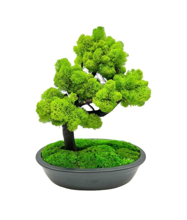 Machový bonsai - Bezúdržbový bonsaj - Black