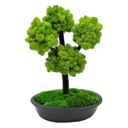 Machový bonsai - Bezúdržbový bonsaj - Black