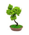 Machový bonsai - Bezúdržbový bonsaj - Brown Machový bonsai - Bezúdržbový bonsaj - Brown