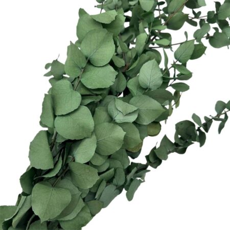 Stabilizovaný Eukalyptus - svetlý zelený