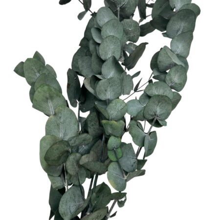 Stabilizovaný Eukalyptus - zelený