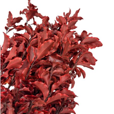 Stabilizovaný Pittosporum - červený