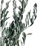 oliva