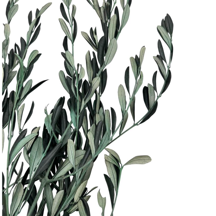 oliva