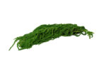 preserved-amaranthus-26 (1)