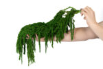 preserved-amaranthus-26