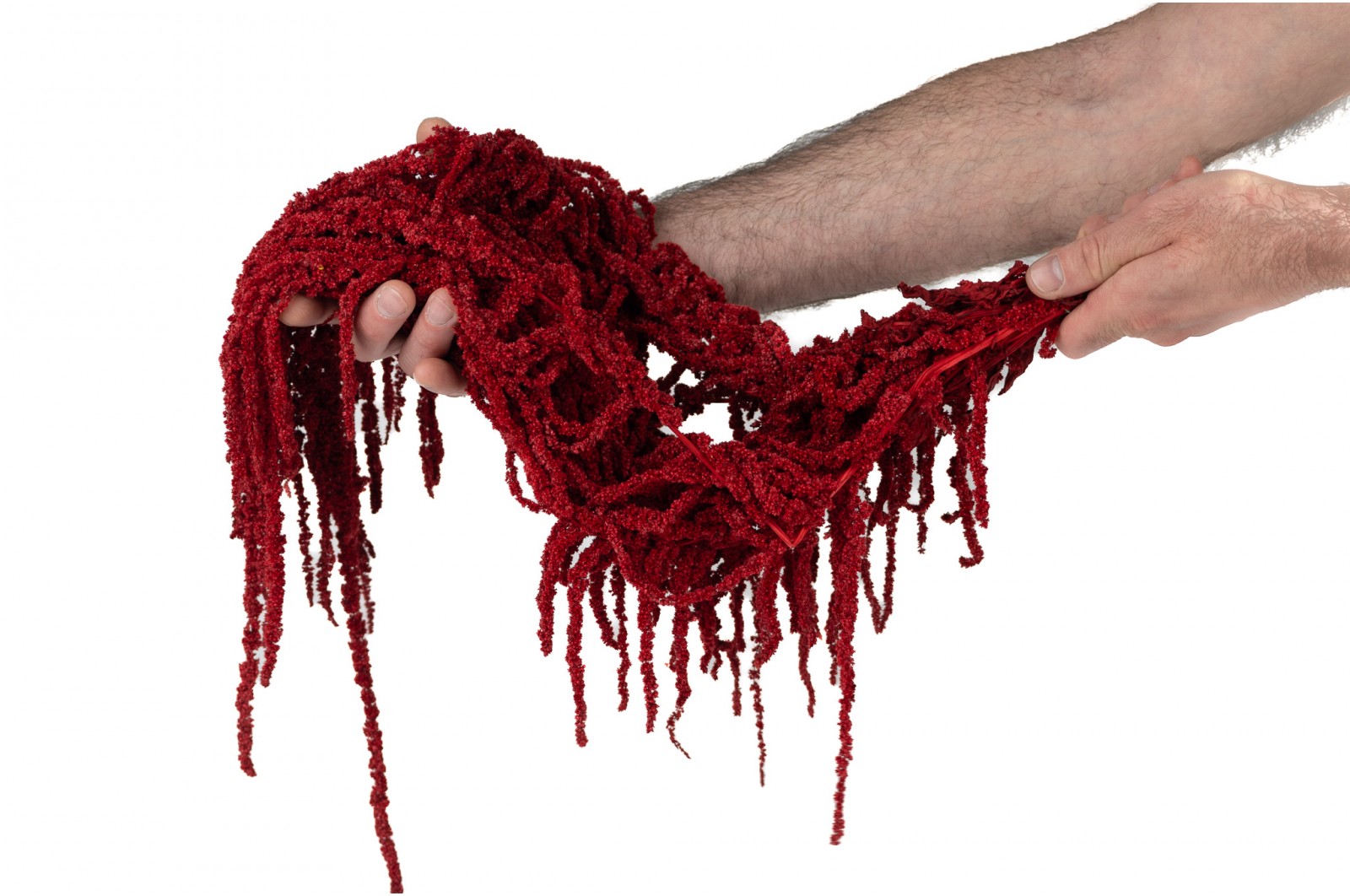 preserved-amaranthus-26 (3)
