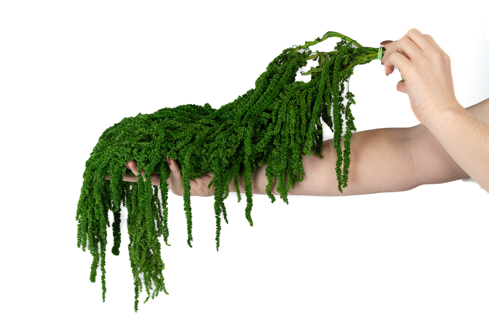 preserved-amaranthus-26