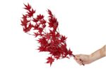 preserved-maple-30-l-size