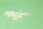 preserved-ming-fern-31 (1)