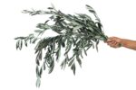 preserved-provencal-olive-6